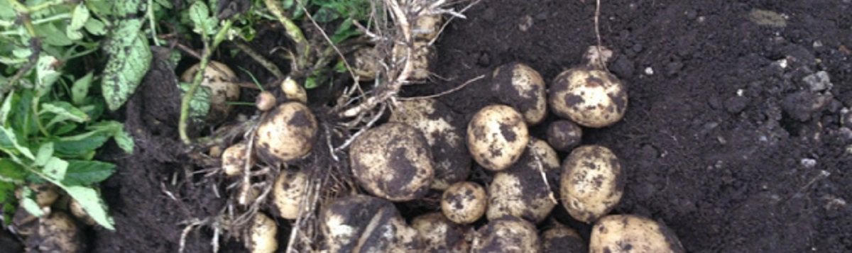 Potato Futures Impact of Hybrid Varieties.jpg