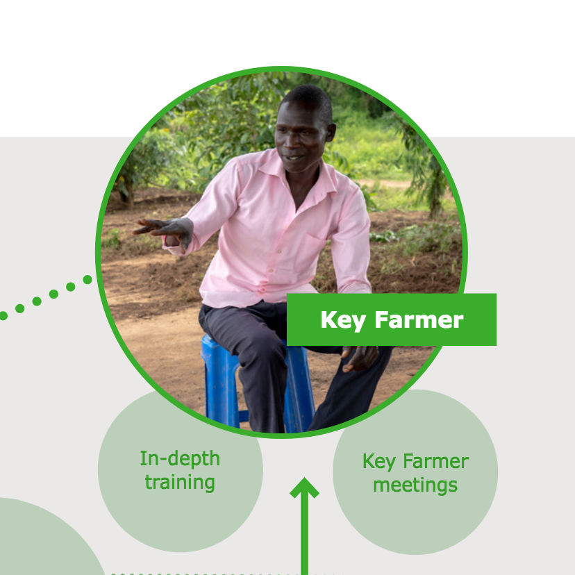 key farmer adoption process.png