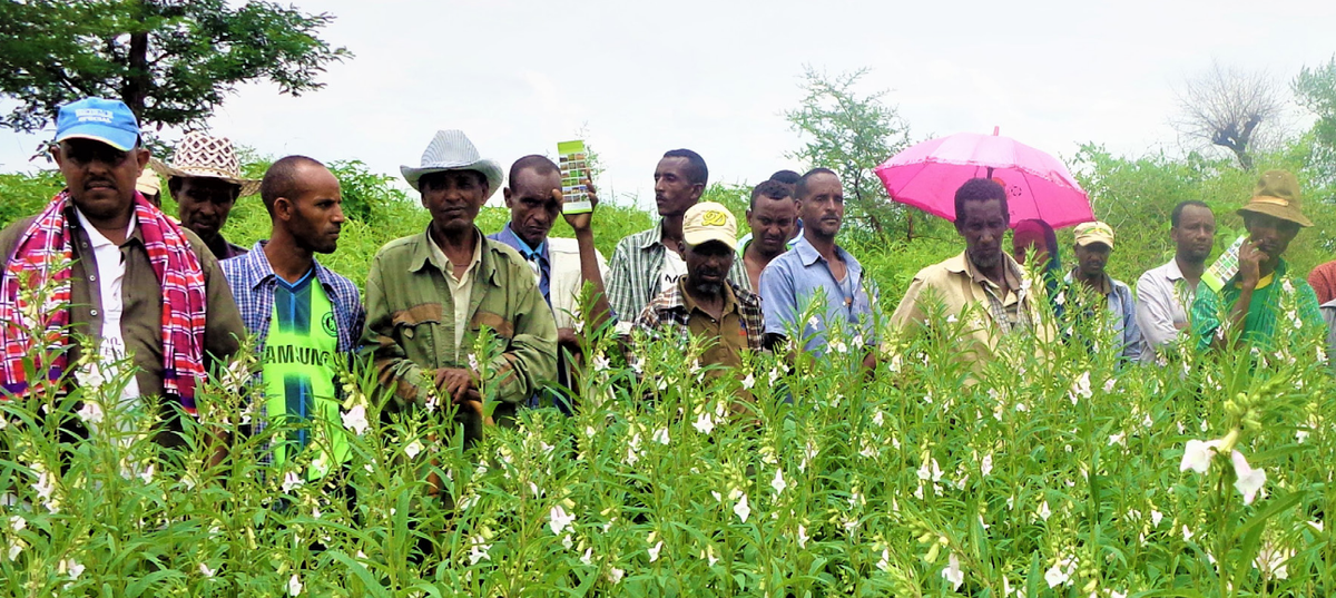 sesame seed farmers ethiopia.png