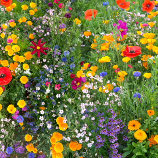 flowers