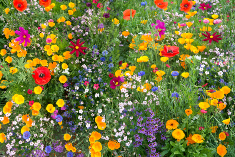 flowers