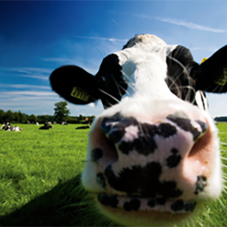 neadap_cow_500px.2e16d0ba.fill-990x990