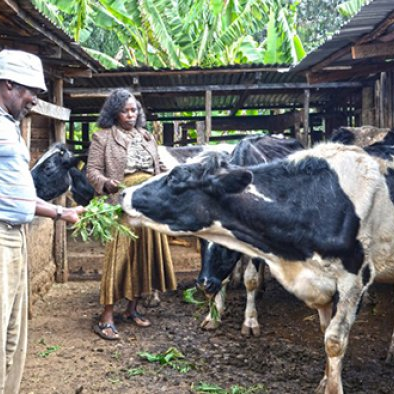 Webinar 051120 cow and woman (poor quality).png