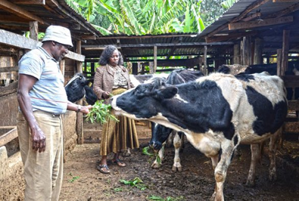 Webinar 051120 cow and woman (poor quality).png