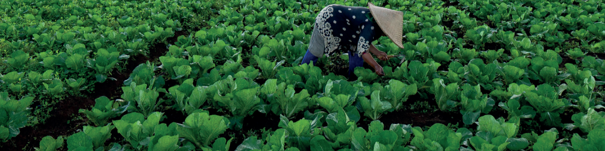Key findings and lessons from Dutch publicly funded horticulture initiatives in LMICs