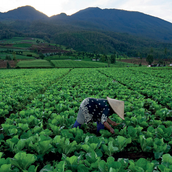 Key findings and lessons from Dutch publicly funded horticulture initiatives in LMICs