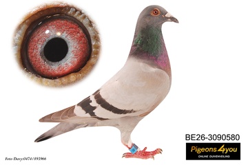 Afbeelding van DUIF 6 - 26-3090580 Zoon Bingo