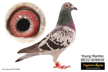 Afbeelding van DUIF 4 - 22-3016639 YOUNG RAMBO
