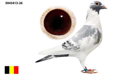 Afbeelding van Duif 10 - 26-5043413 - SUPER GENEN AB CCTT