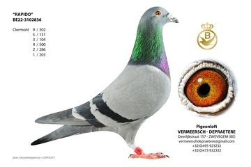 Afbeelding van DUIF 5 - 22-3102836 RAPIDO