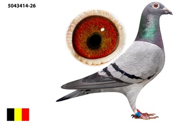 Afbeelding van Duif 8 - 26-5043414 - CHILD NIGHTFLYER