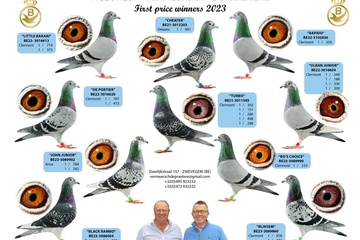 Afbeelding van Vermeersch-Depraetere (Zwevegem) - 5 bewezen Topvliegers