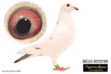 Afbeelding van DUIF 2 - 23-5015786 WHITE POWER