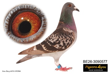 Afbeelding van DUIF 4 - 26-3090577 Nekske