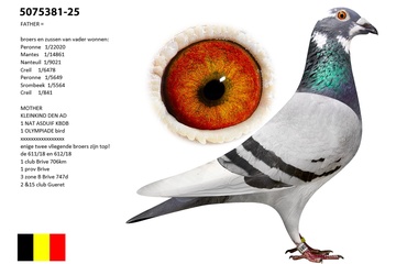 Afbeelding van Duif 2 - 25-5075381 - Achterklein kind “DEN AD”