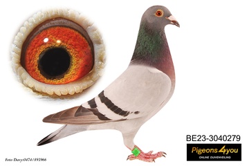 Afbeelding van DUIF 9 - 23-3040279 DOCHTER CLEVER BOY