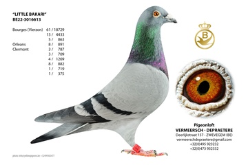 Afbeelding van DUIF 1 - 22-3016613 LITTLE BAKARI
