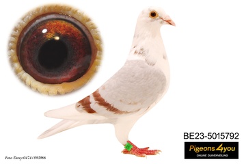 Afbeelding van DUIF 3 - 23-5015792 DOCHTER JANSSENS