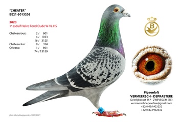 Afbeelding van DUIF 3 - 21-3013203 CHEATER