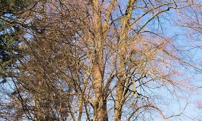 Bergstein Tuin en Park