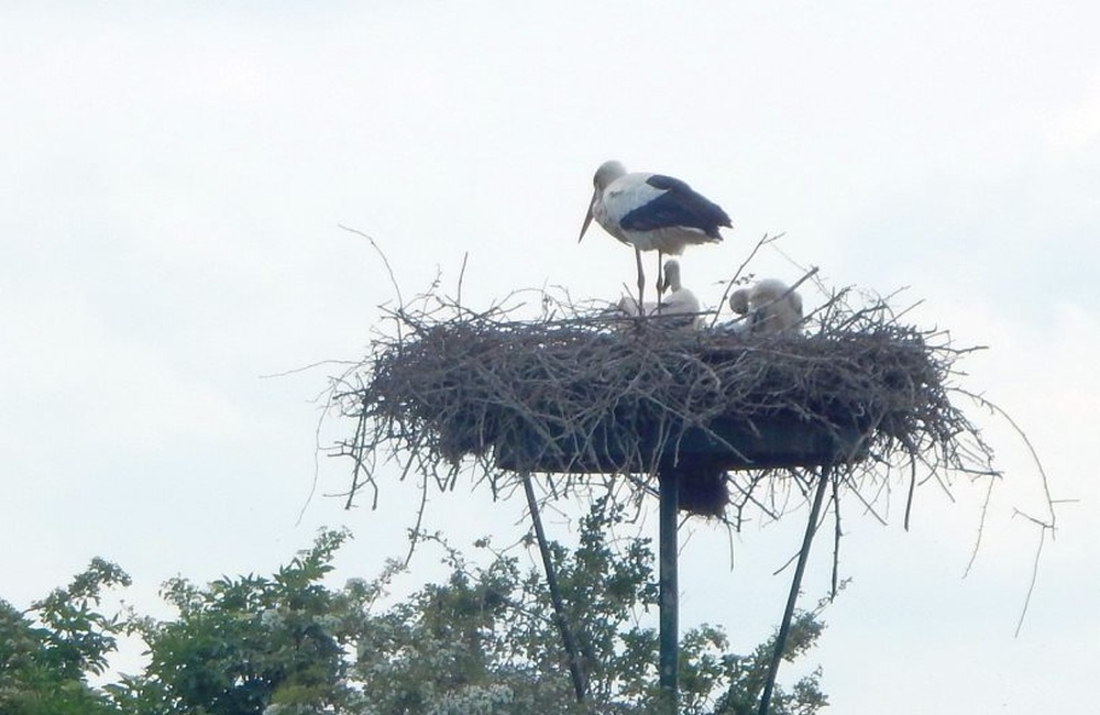 Jonge ooievaars bij Steenwaard - 2016