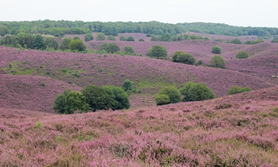 Herikhuizerveld