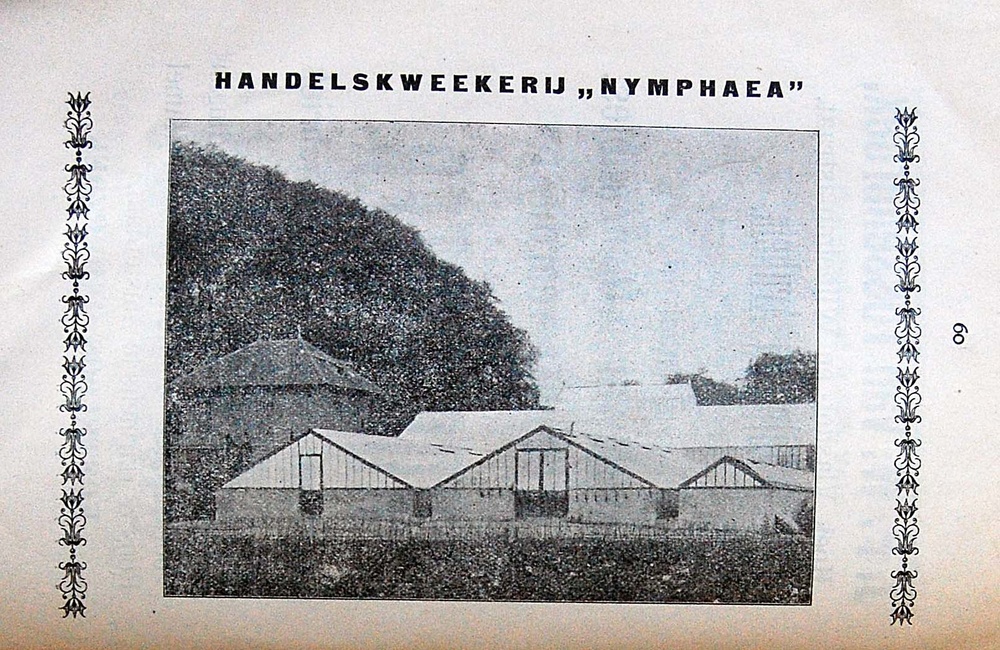 Handelskweekerij Nymphaea - 1905