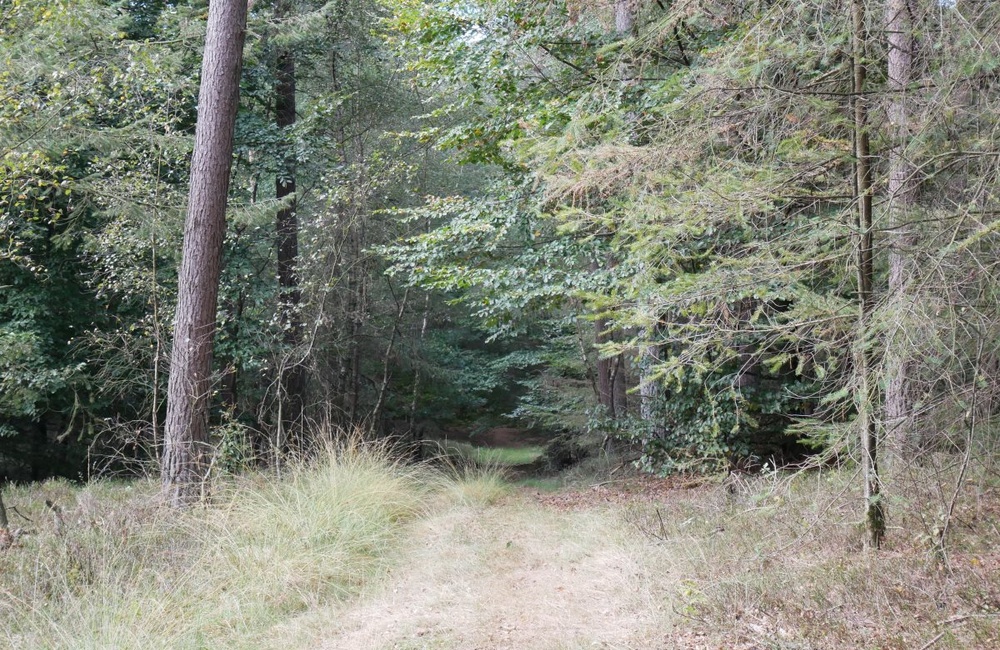 Het Veld - 2016