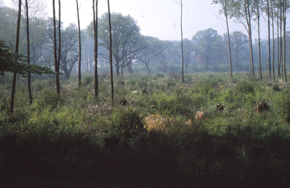 Bronbos bij Middachten - 1988