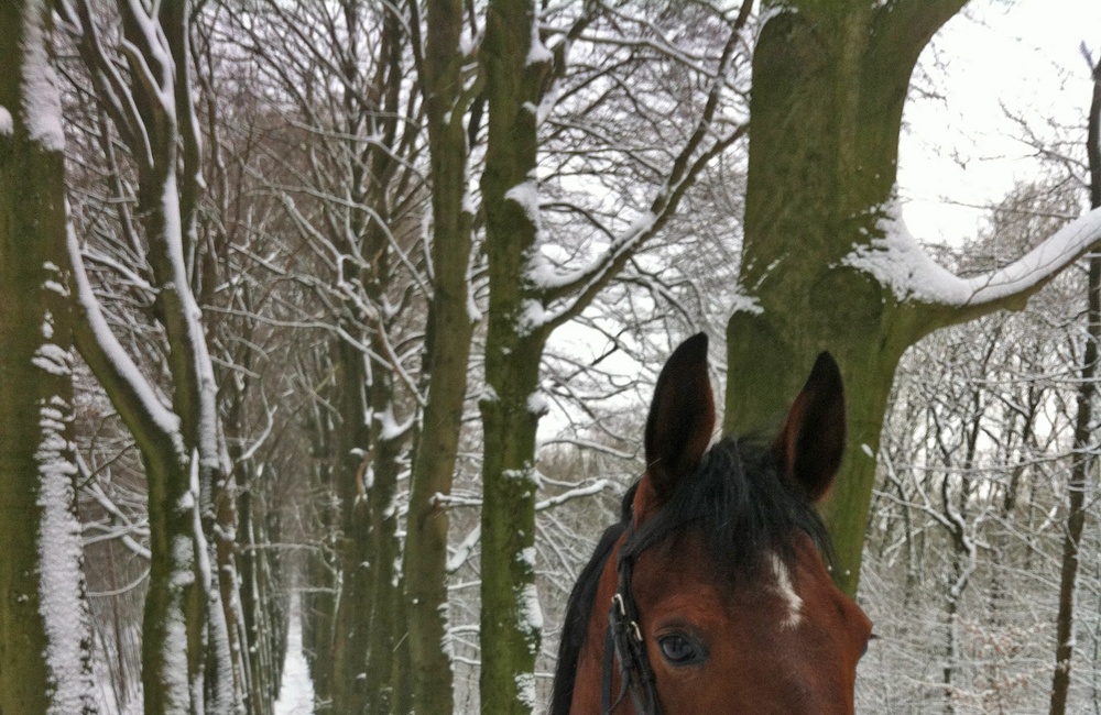 Koningslaan - 2013
