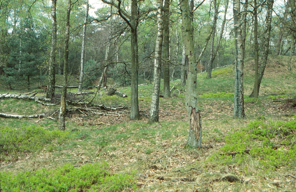 Eiken en berkenbos in het Schaddeveld 1996. Collectie: Walter de Wit