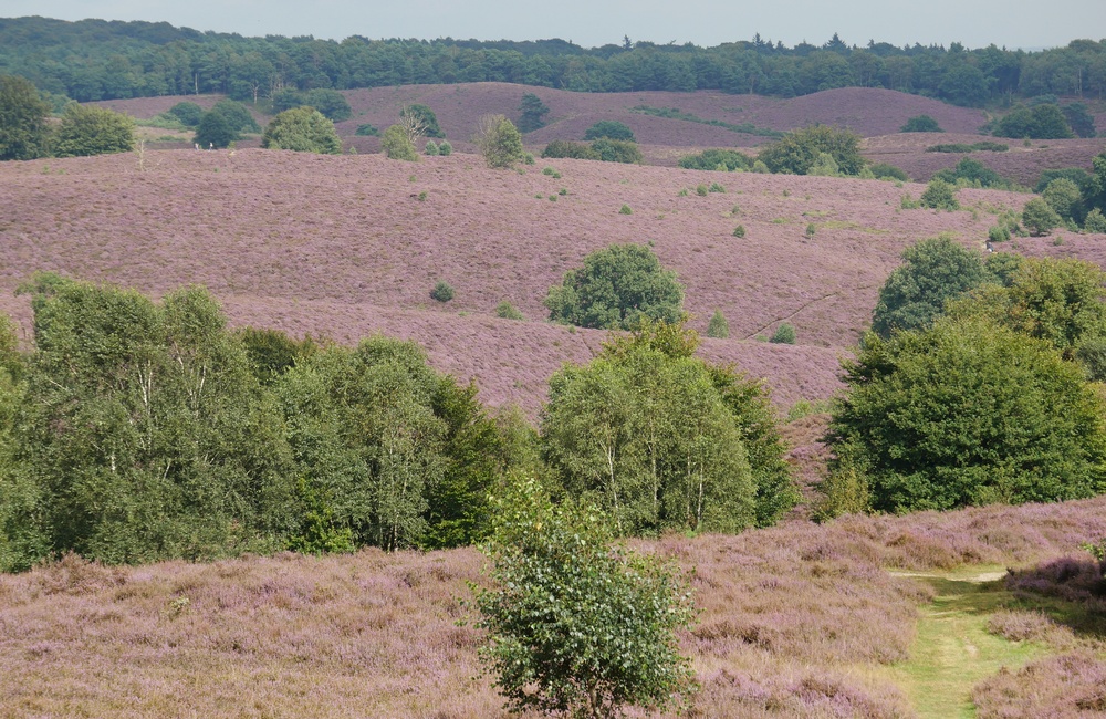 Kraaienberg - 2016