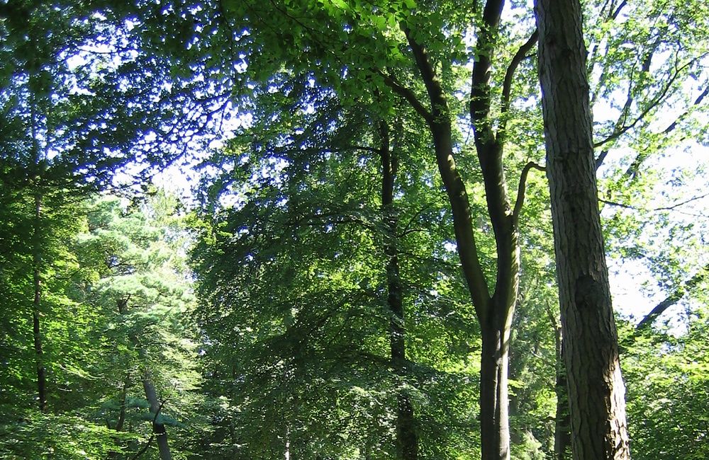 Parkbos (2009)