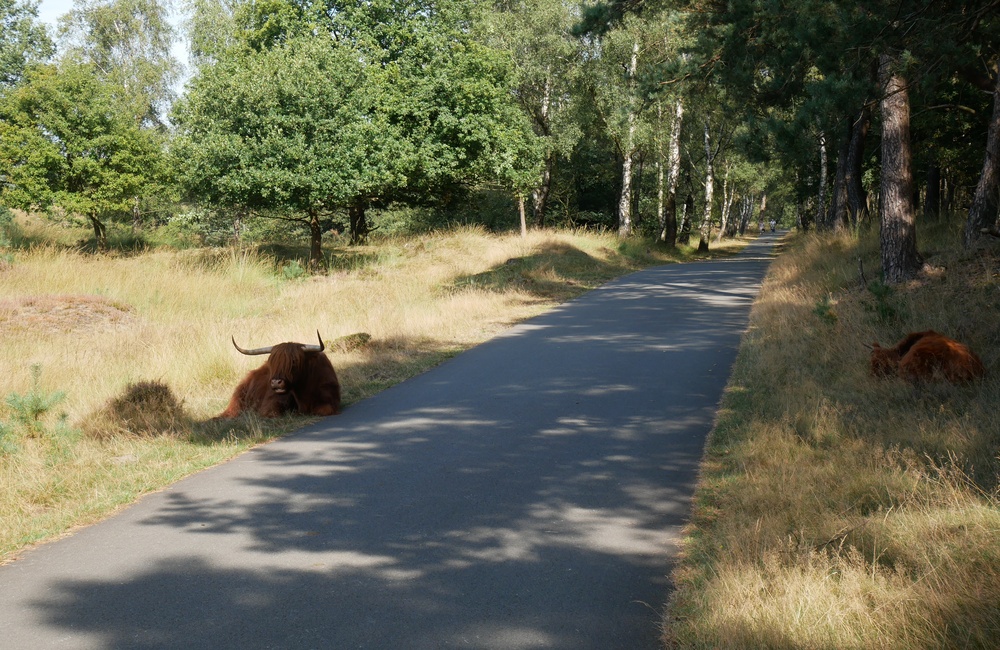 Schotse Hooglanders bij Burg. Bloemersweg - 2016