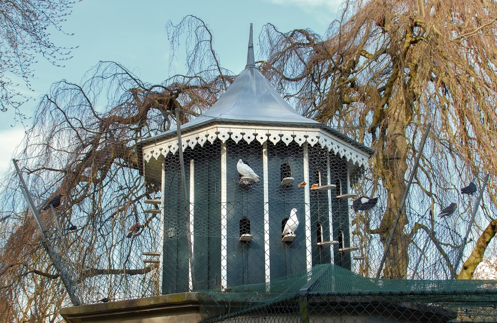 Duiventil in het Carolinapark - 2016