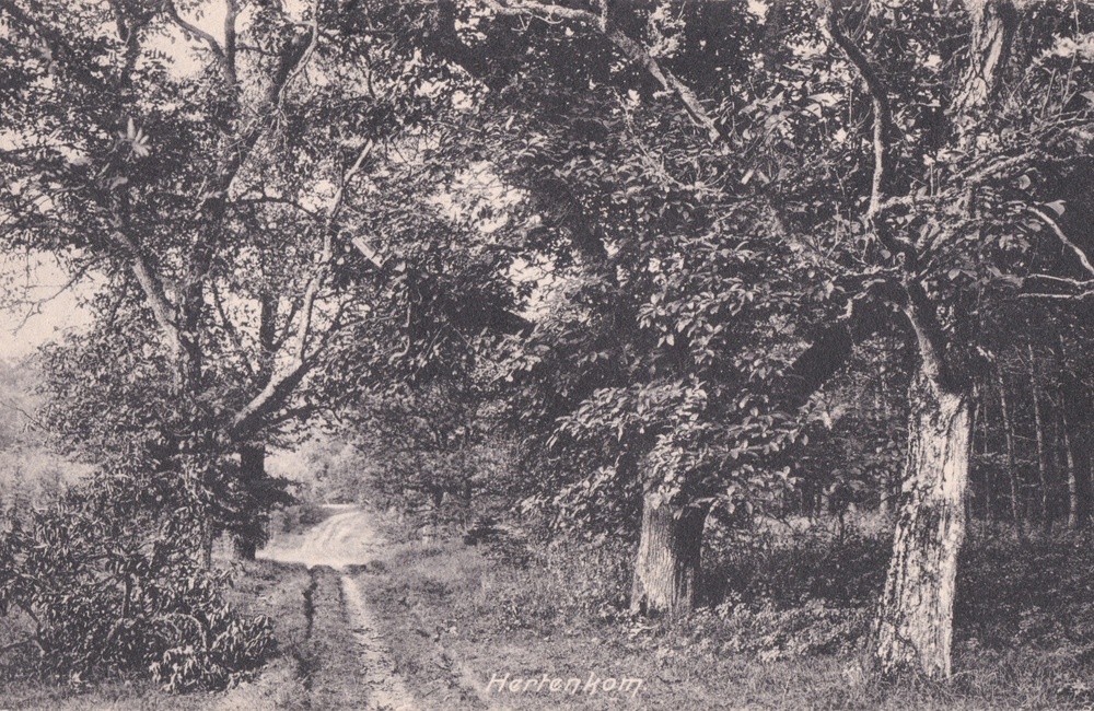 Hertenkom 1915