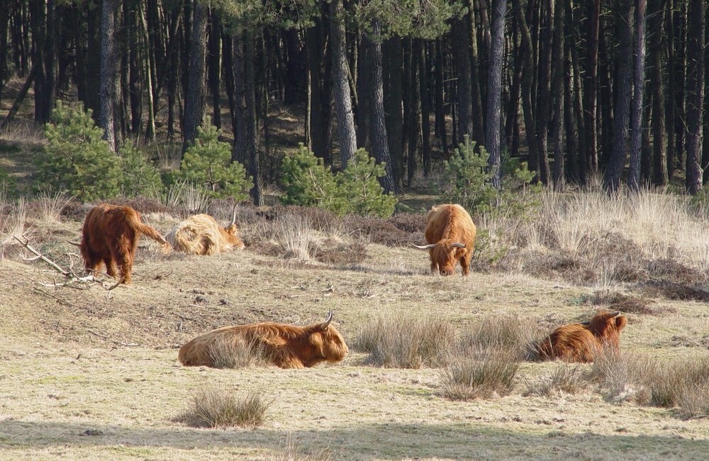 Tonnetjes 2007