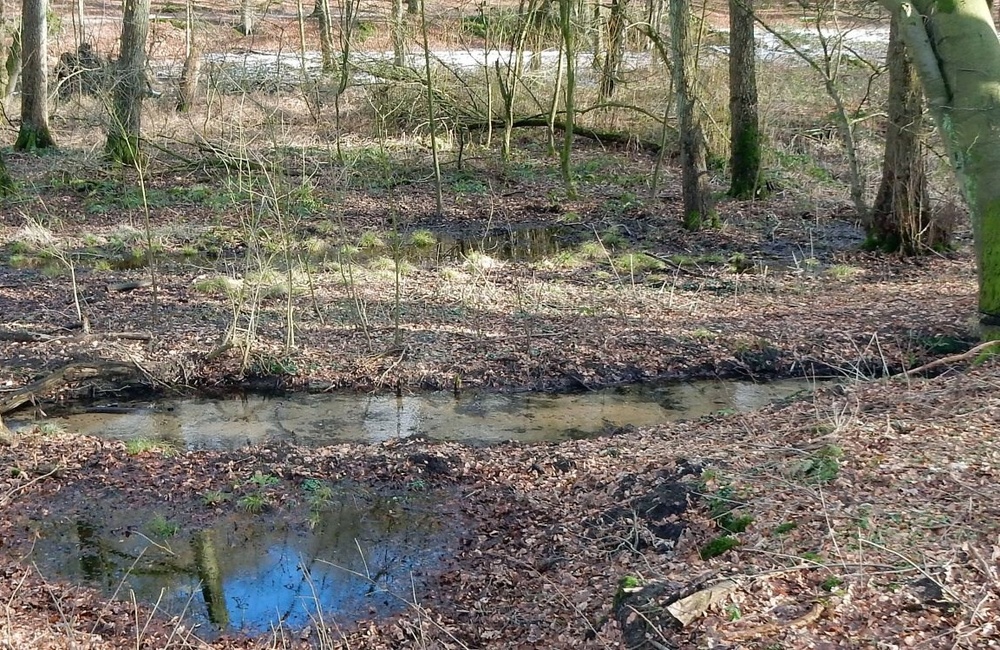 Moerasachtige oever