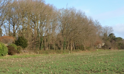 Wildwallen Rozendaal