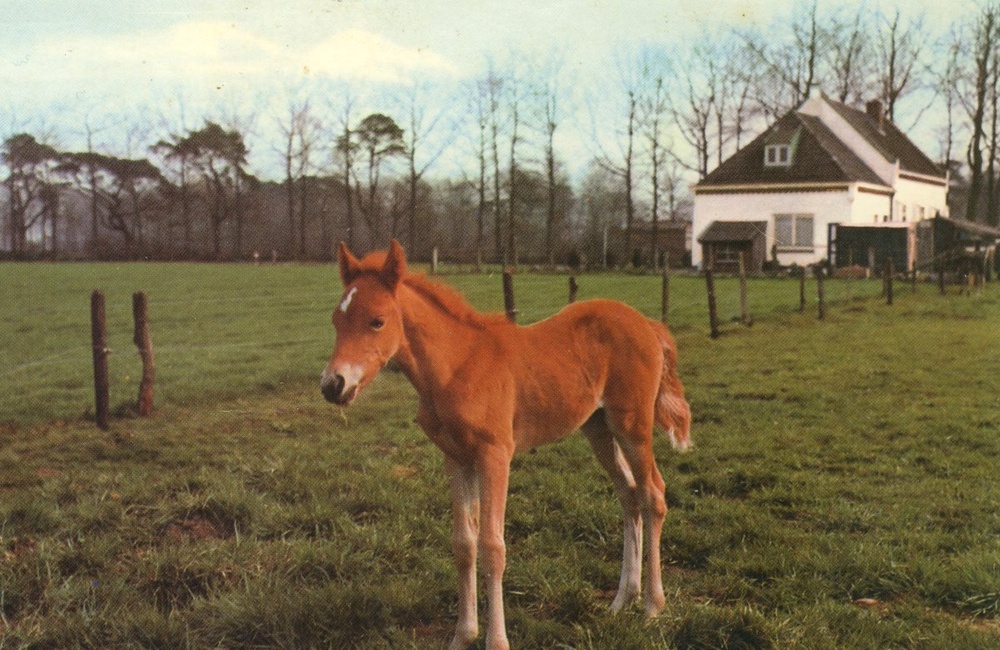 Nimmer Dor met op de achtergrond de Kapel - 1985