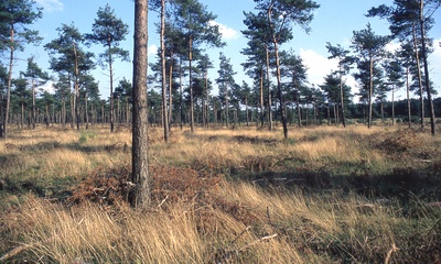 Beerenberg