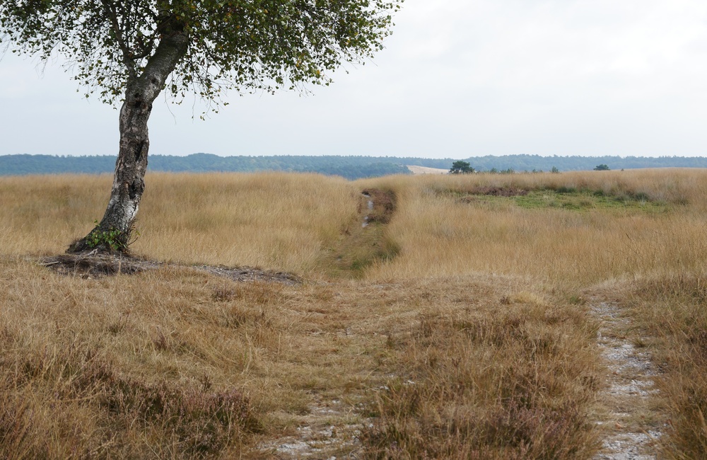 Doornstruuk - 2016