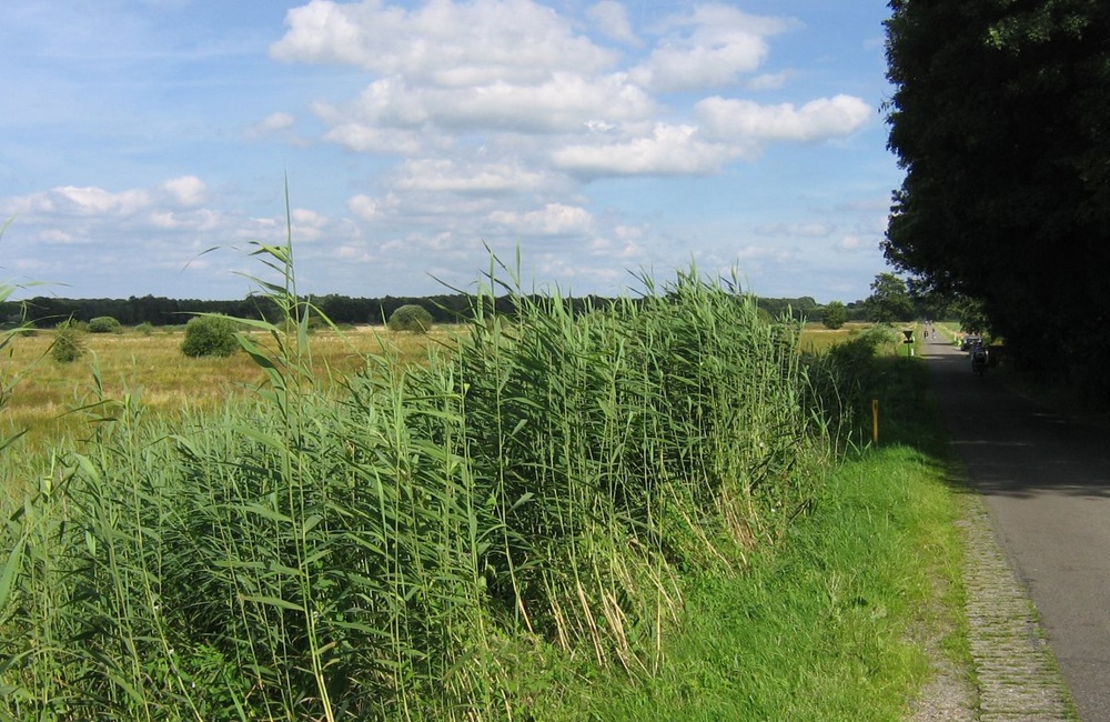 Broekdijk met links het natuurgebied - 2016