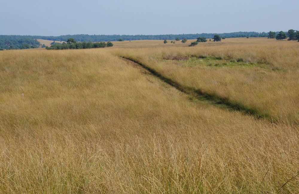 Doornstruuk - 2016
