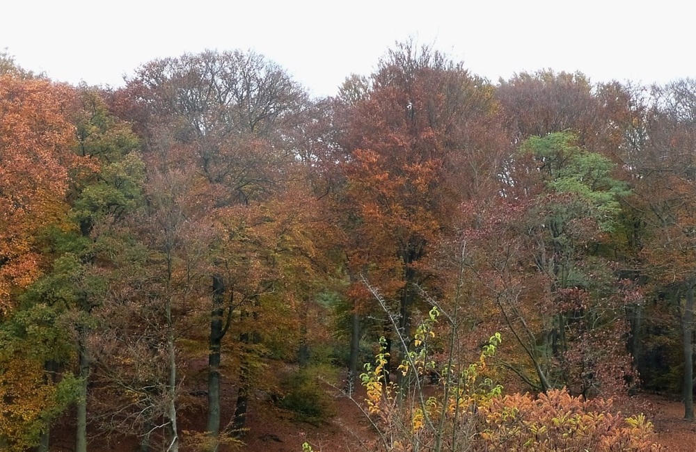Koningsberg in herfsttooi-2015