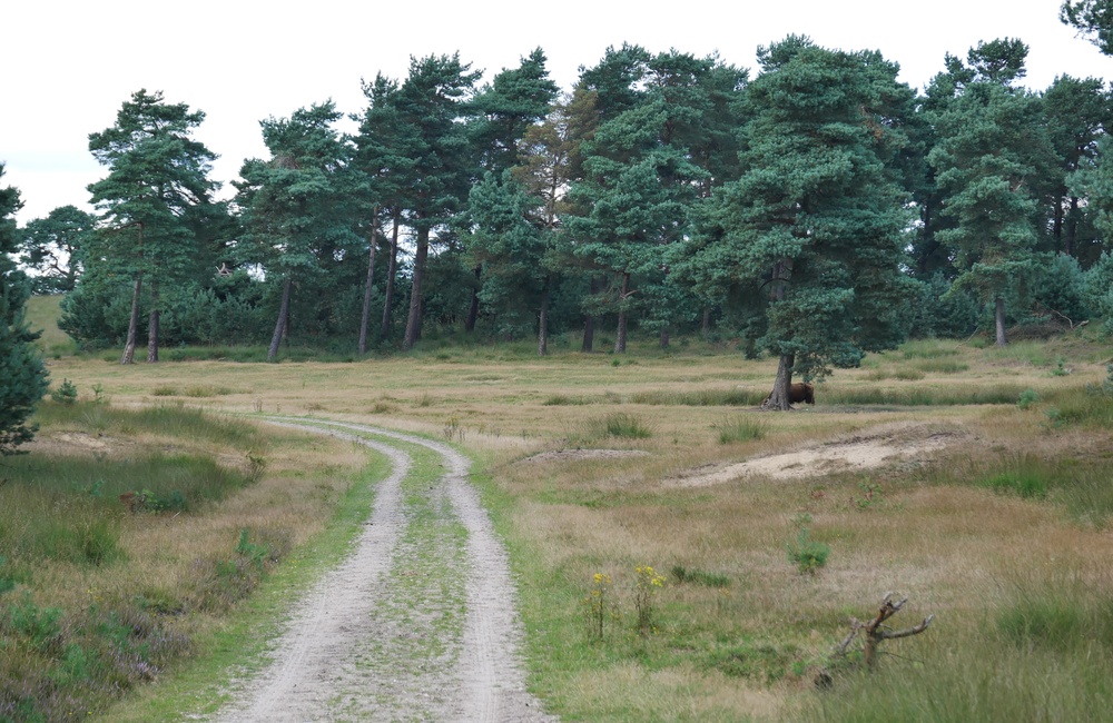 Tonnetjes Fourageplek voor de grazers 2016