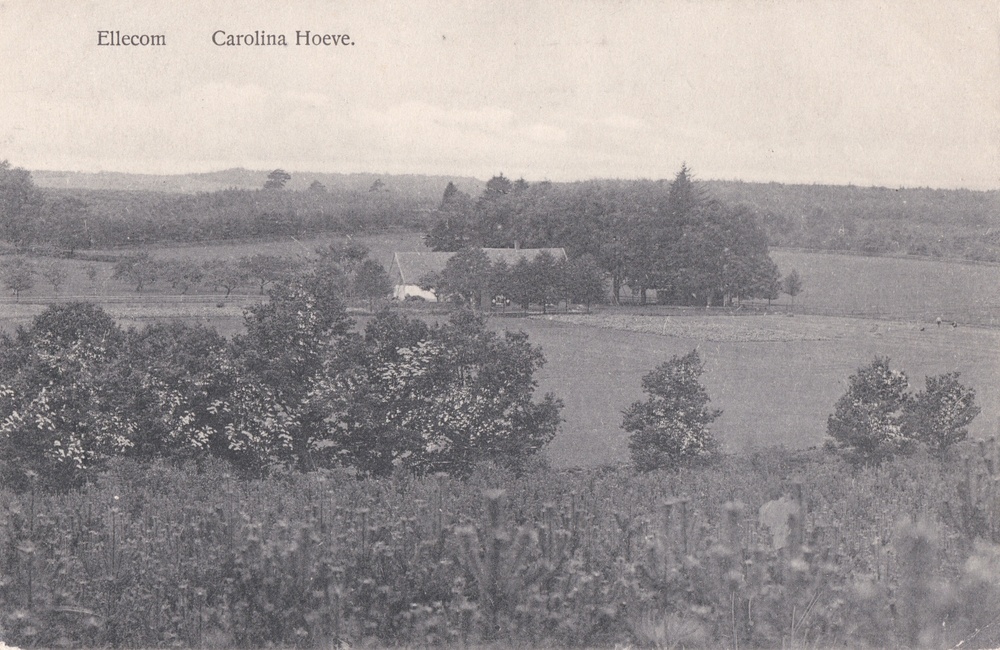 Carolinahoeve, ingekleurd - 1923