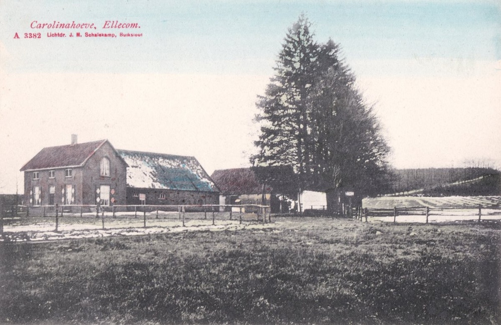 Carolinahoeve, ingekleurd - 1907