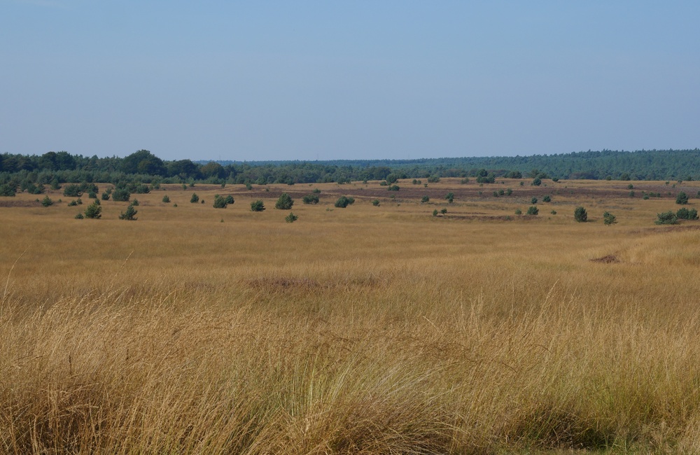Doornstruuk - 2016
