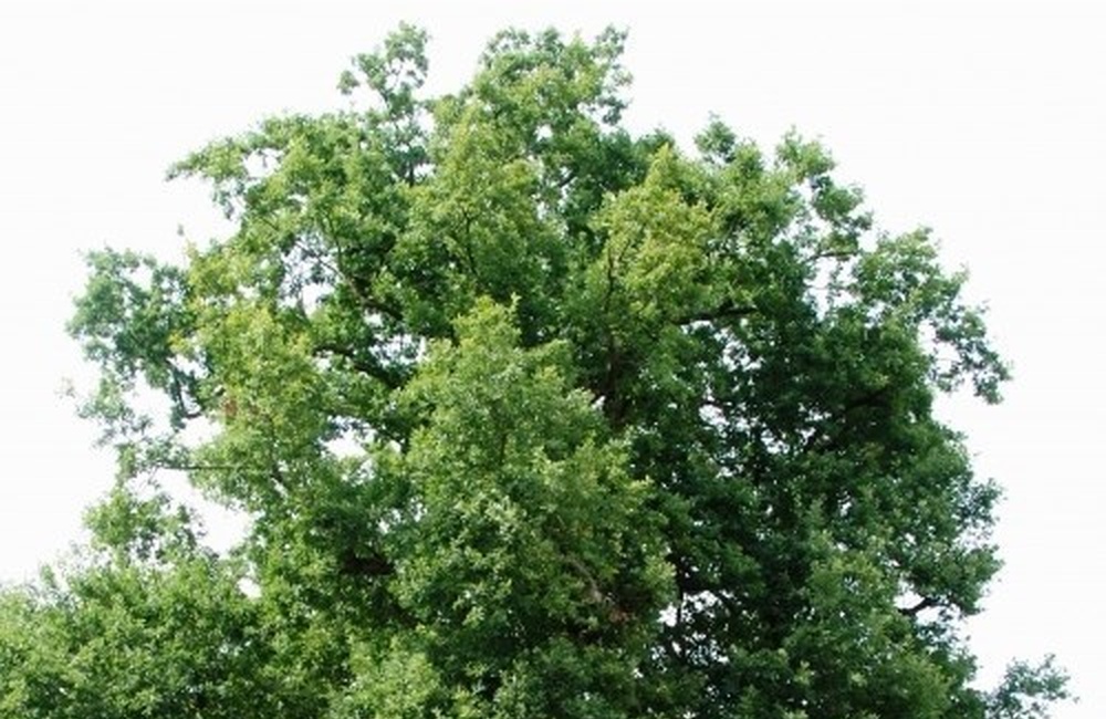Zomereik